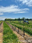 加盟皮勒酒庄,开启葡萄酒事业新征程