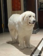 北极狗，公大白熊配种，另外有幼犬出售