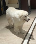 北极狗，公大白熊配种，另外有幼犬出售