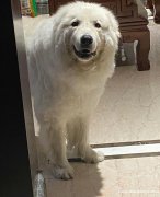 北极狗，公大白熊配种，另外有幼犬出售