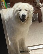 北极狗，公大白熊配种，另外有幼犬出售