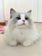 找一位爱心人士领养猫咪