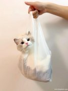 找一位爱心人士领养猫咪