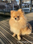 诚聘家庭护理师