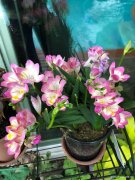 招聘：社区健康服务助理