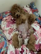 寻找有爱心的女士领养泰迪幼犬