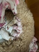 寻找有爱心的女士领养泰迪幼犬