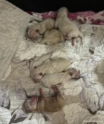 寻找有爱心的女士领养泰迪幼犬