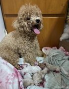 寻找有爱心的女士领养泰迪幼犬