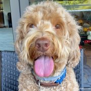 因雇主出差需要一位心细负责的房屋看护