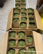 按照公司提供的样品，将茶叶，喜糖，串珠分装、制作、贴标、简单包装