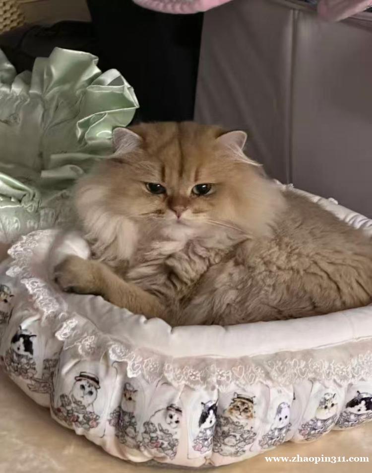 宠物免费领养 宠物免费领养