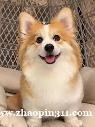 宠物免费领养 宠物免费领养