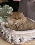 宠物免费领养 宠物免费领养